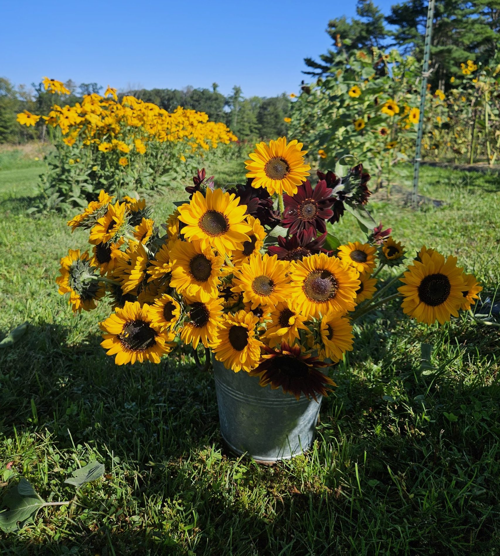 Summer Flower Share - Image 7