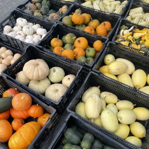 Beyond Butternut: A Winter Squash Tasting